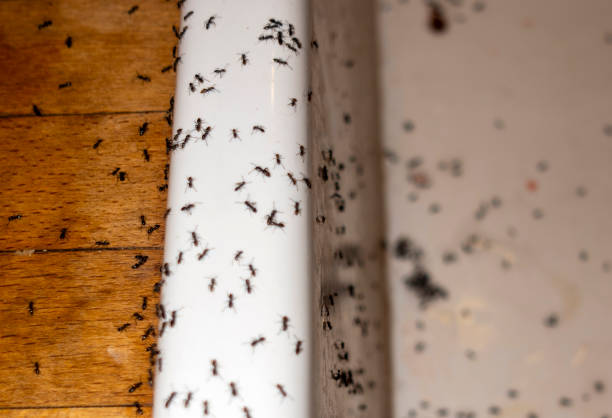 Best Pest Control Near Me in Rutherford, PA